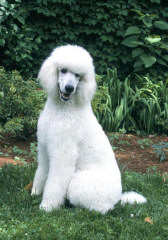 Photo of my white standard poodle, Kirby