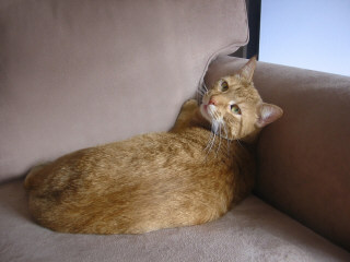Joe, our orange tabby cat