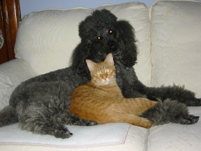 Poodle Pip and kitty Joe snuggling on the couch