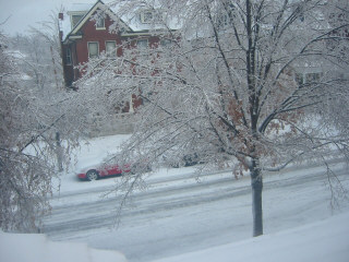 Ice covered trees