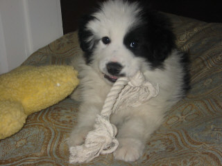 Amos chewing a toy