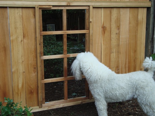 Kirby looks through the dog gate