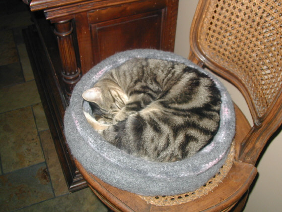 Emmett curled up in his bed