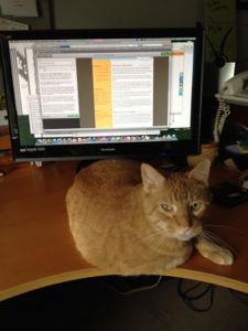 My cat, Joe, on my desk