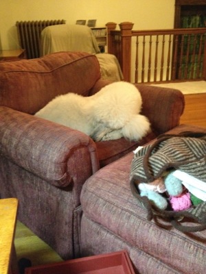Poodle Kirby sleeping in chair