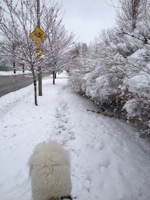 Taking Kirby for a walk in the snow