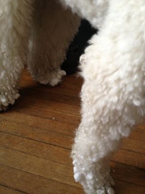 Snowy poodle legs