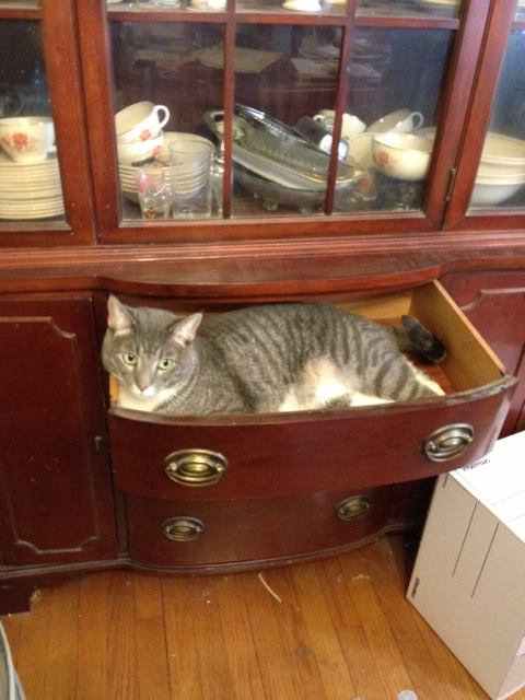 Cats love for drawers to be emptied!